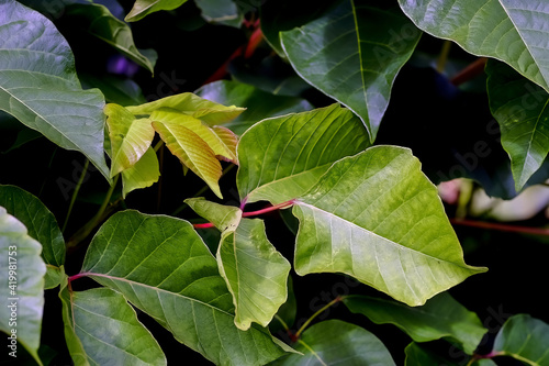 Leaves of the medicinal plant (very poisonous) poison sumac, Rhus toxicodendron, in summer, Bavaria, Germany, Europe
