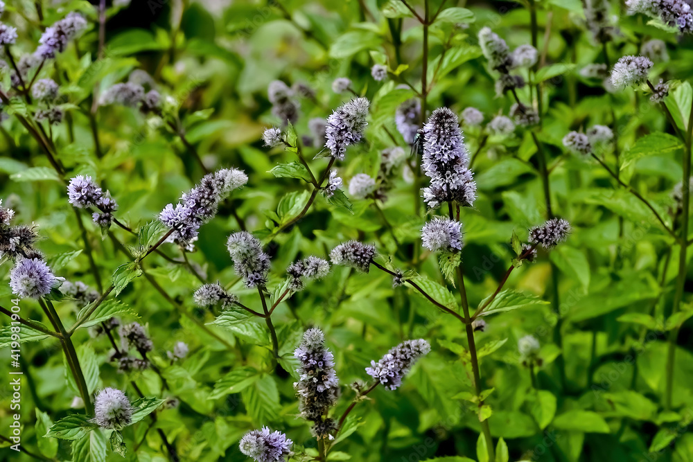 Leaves and flowers of the true peppermint, Mentha piperita, in summer, Bavaria, Germany, Europe Leaves and flowers of the true peppermint, Mentha piperita, in summer, Bavaria, Germany, Europe