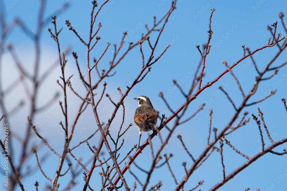 冬の鳥 ツグミ 冬の鳥 ツグミ