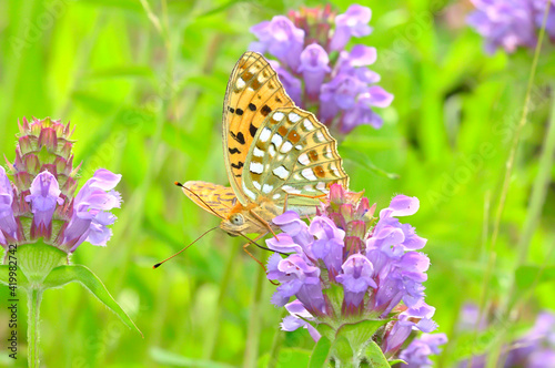 ウツボグサの花蜜を吸うヒョウモンチョウ