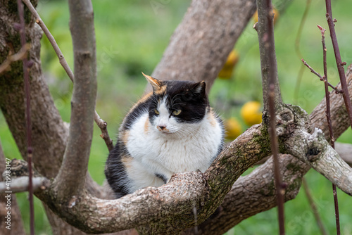 木に登った猫 三毛猫