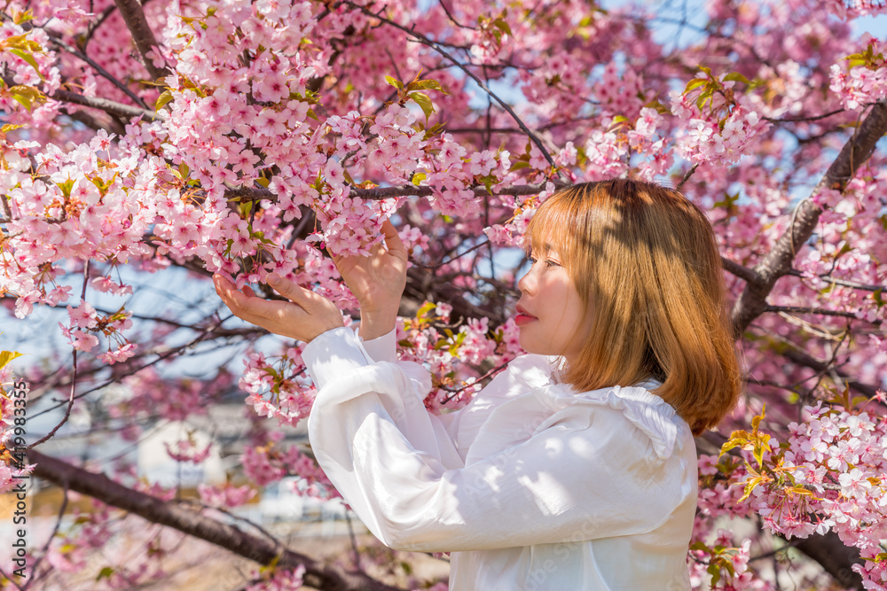 Fototapeta premium 河津桜と若い女性