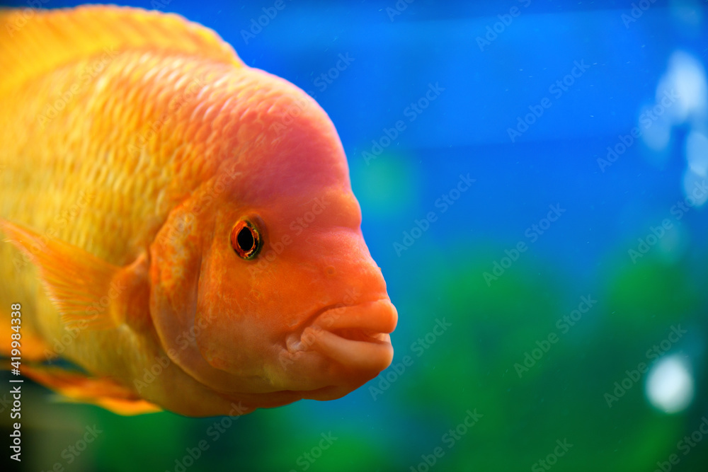 Big Cichlasoma labiatum fish swims in an aquarium. (Amphilophus Labiatus) Big Cichlasoma labiatum fish swims in an aquarium. (Amphilophus Labiatus)