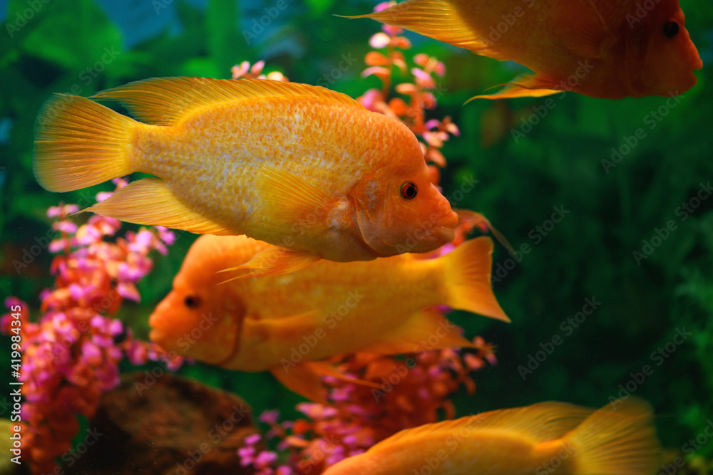 Big Cichlasoma labiatum fish swims in an aquarium. (Amphilophus Labiatus) Big Cichlasoma labiatum fish swims in an aquarium. (Amphilophus Labiatus)