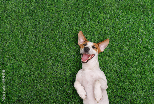 Crazy smiling dog, lying on green grass.