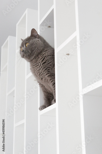 British cat portrait laying on a shelf home interior object for domestic pets