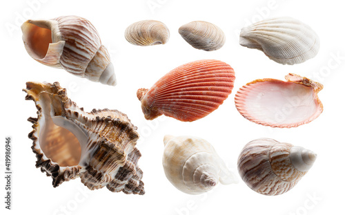A set of beautiful seashells. Isolated on a white background
