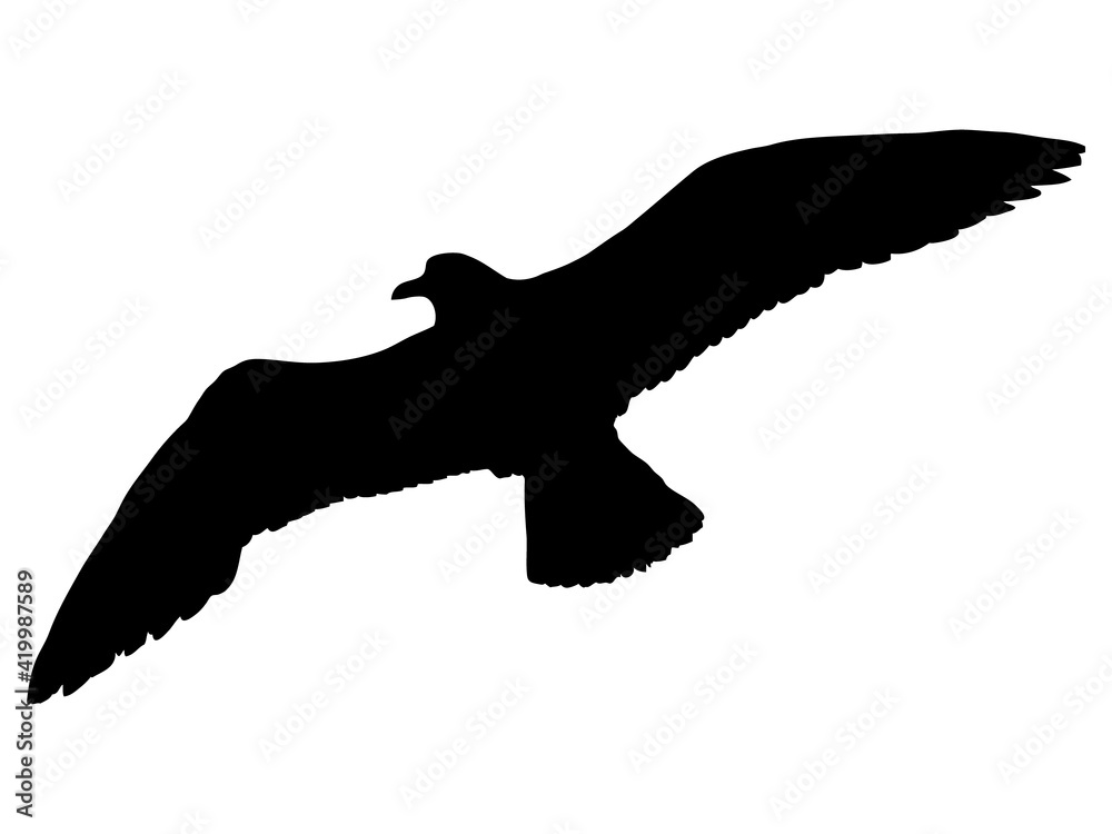 空するカモメのシルエット 空するカモメのシルエット