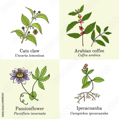 Set of amazonian edible and medicinal plants