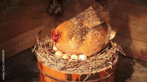Hen hatching eggs in a wooden barrel. Sun shining on the hen and eggs