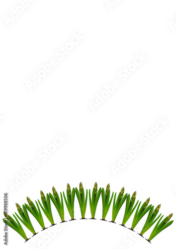 Spring. They cursed from the bulbs of hyacinth. Frame on a vertical white sheet of A4 format.