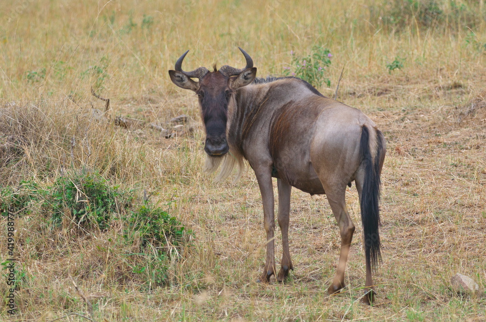 Naklejka premium マサイマラのヌー(ケニア)