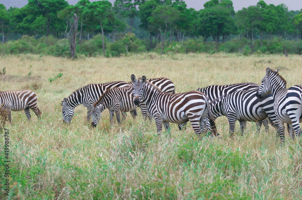 Obraz premium グラントシマウマ（ケニア）