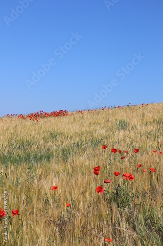 Getreide Getreidefeld Feld mit Mohnblumen Mohn roten Blumen rot