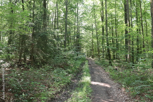 Waldweg Wald mit Trampelpfad Rückegasse Wanderweg Laubwald Buchenwald junger Sommer