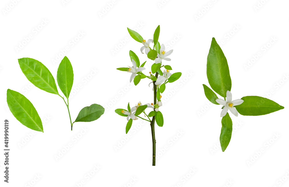 lemon leaves with flower isolated on white background.