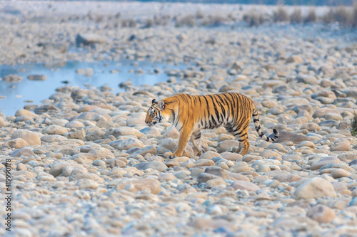 Tiger from Jim Corbett National park