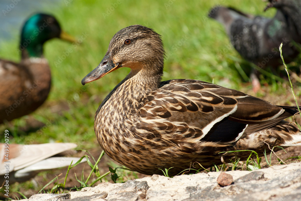 Brown duck on a background of green grass. Brown duck on a background of green grass.