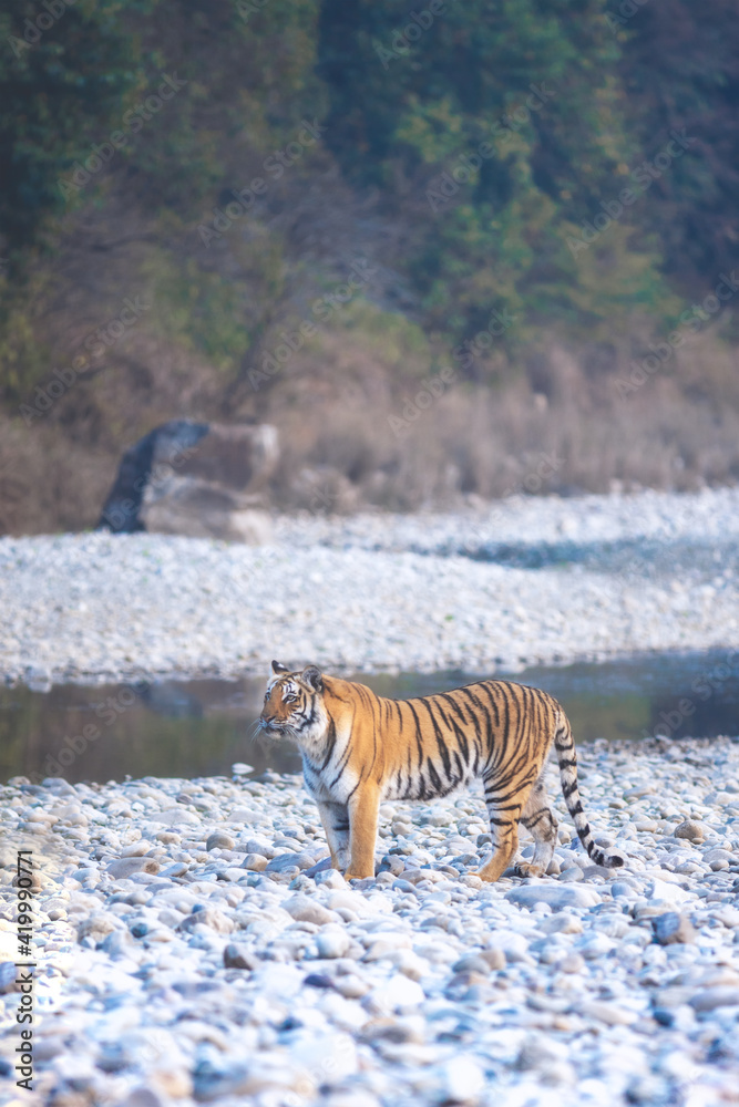 Fototapeta premium Tiger from Jim Corbett National park