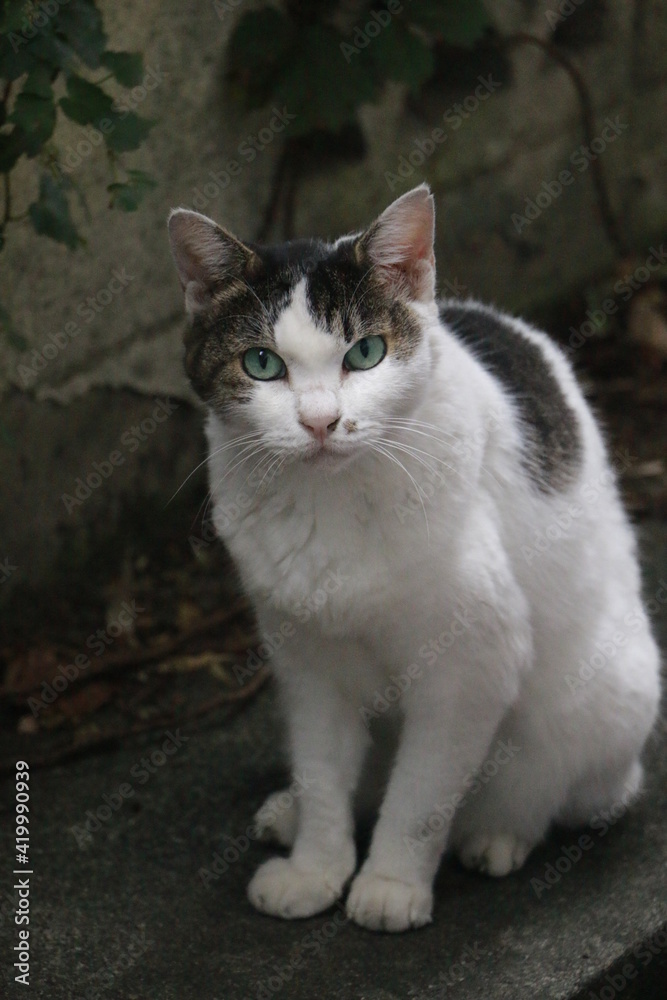 子猫 動物 子猫 お気に入りの かわいい 猫科の 家庭の 目 子猫 白 ポートレート 毛皮 自然 若い お気に入りの 哺乳 動物 赤ちゃん 愛らしい タビー 小さい 見る セッション 緑 動物 Stock Photo Adobe Stock