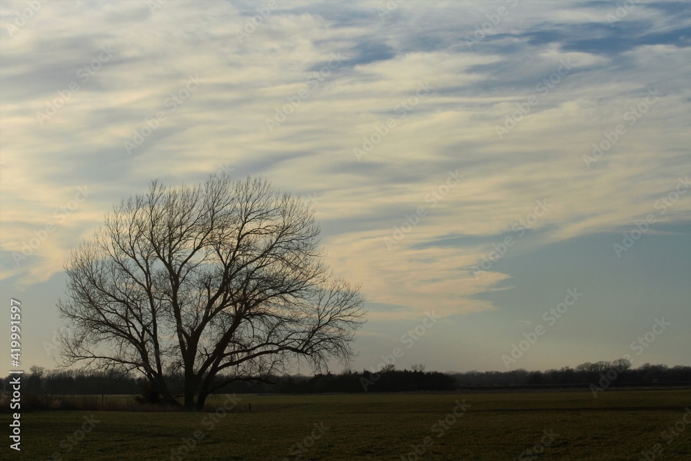 Fototapeta premium Tree silhouette in a farm field with a colorful sky at sunset north of Hutchinson Kansas USA out in the country.