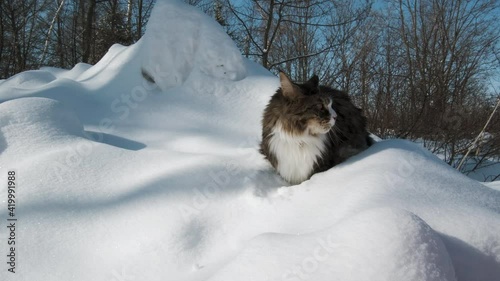 A large Maine Coon cat stands on a snow slide in the winter forest among the trees, looking around and looking for prey. Brown-white color of the cat, white paws, chest and nose. The camera moves. photo