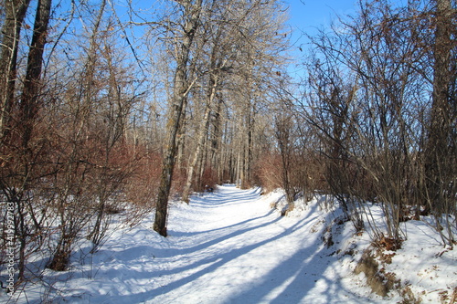 Sunny Day On The Winter Trail, Gold Bar Park, Edmonton, Alberta