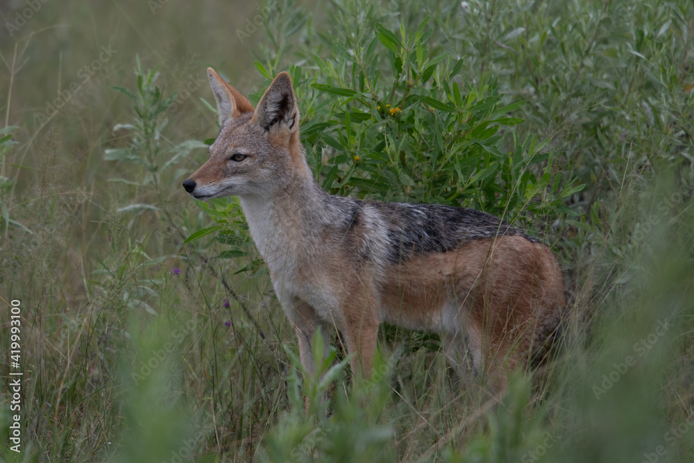 Golden Jackal, Canis aureus, with evening sun in the grass, Sri Lanka, Asia. Beautiful wildlife scene from nature habitat from Sri Lanka. Golden Jackal, Canis aureus, with evening sun in the grass, Sri Lanka, Asia. Beautiful wildlife scene from nature habitat from Sri Lanka.
