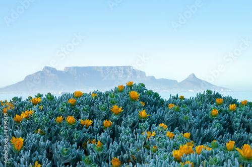 Foto a meadow of blooming fynbos in front of table mountain cape town South Africa