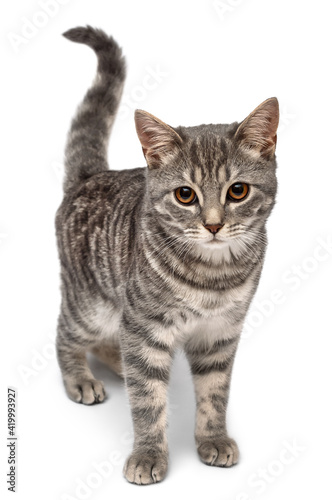 Beautiful gray cat isolated on white background.