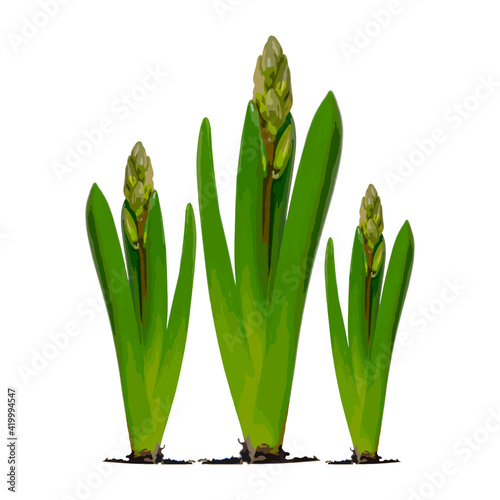 Spring. They cursed from the bulbs of hyacinth. Isolate. Seasons. Plants.