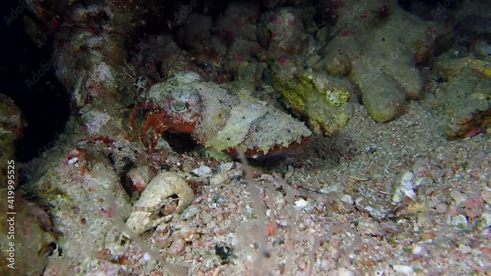 A small and spiky red sea pharaoh cuttlefish. A small and spiky red sea pharaoh cuttlefish.