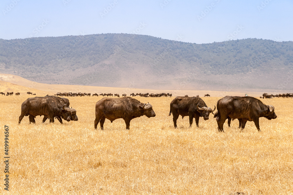 Wild buffalo herds at the Ngorongoro National park in African savanna, Tanzania Wild buffalo herds at the Ngorongoro National park in African savanna, Tanzania