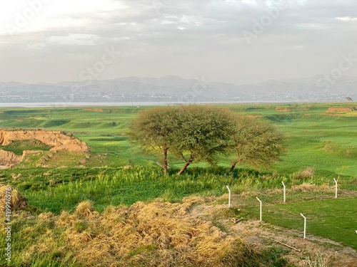Acacia treesin autumn photo