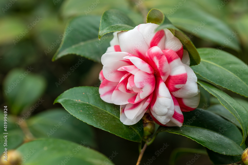 Camellia Japonica Camelio flower grown in a garden Camellia Japonica Camelio flower grown in a garden