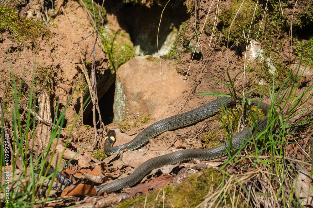 Long Grass snake lie in the sun to warm up Long Grass snake lie in the sun to warm up