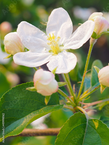 White flower of an apple tree close up. Snow-white petals, pistils, stamens, buds and leaves. Blooming fruit bush in May. Vertical beautiful illustration about the beginning of summer and warm season