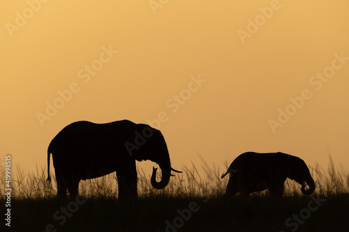 African bush elephant and calf on horizon