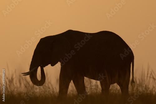 Photography African bush elephant at sunset on horizon