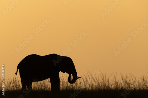 African bush elephant at dusk on skyline