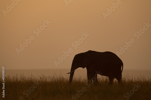 African bush elephant at sundown on horizon © Nick Dale