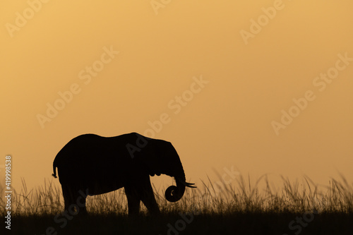African bush elephant coils trunk at sunset