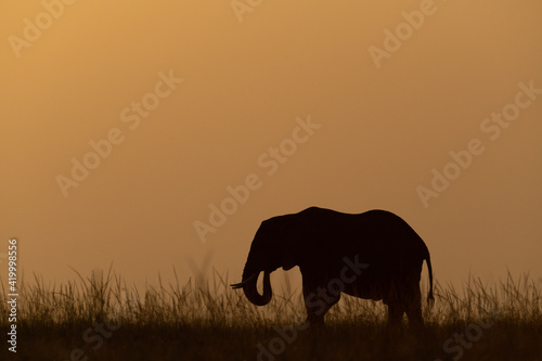 African bush elephant crosses horizon at sunset
