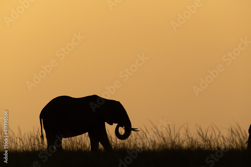 African bush elephant crossing horizon at dusk