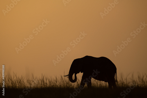 African bush elephant curling trunk on horizon