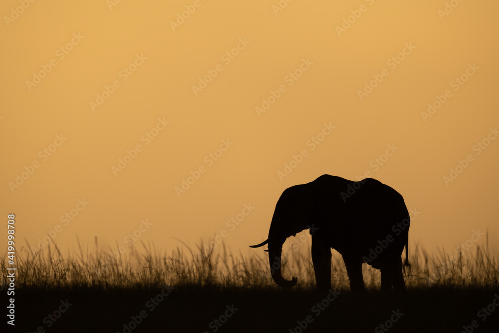 Fototapeta premium African bush elephant on skyline at sundown