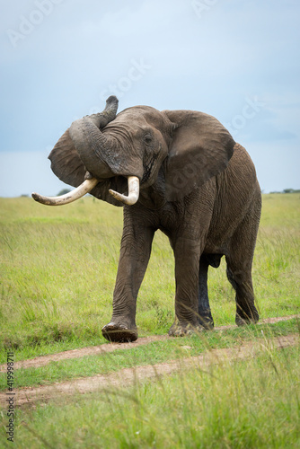 African bush elephant on track lifting trunk