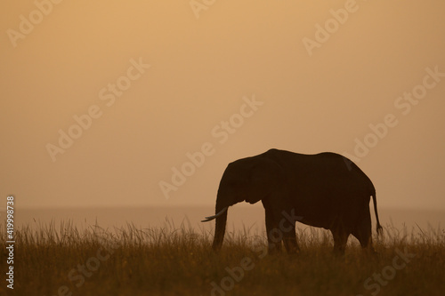 African bush elephant stands silhouetted on horizon