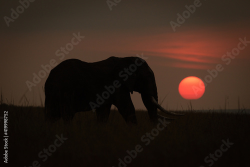 African bush elephant silhouetted against setting sun