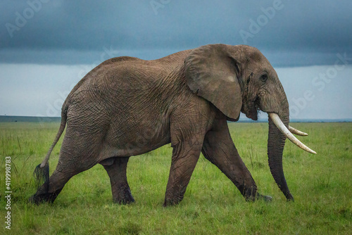 African bush elephant walks on grassy plain